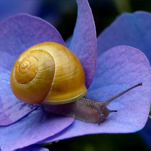 Snail Quiz: questions and answers