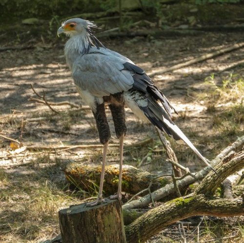 This bird of prey very rarely flies and prefers to hunt by moving on foot on the ground.