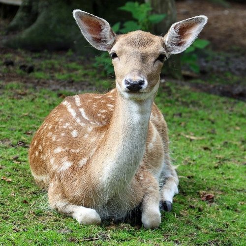 This small deer has horns decorating the head only on males. They inhabit the territory of Eurasia.