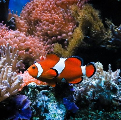 These fish live on coral reefs and use actinia to protect themselves from predators. The fish of this species served as the prototype for the main character in the cartoon film Finding Nemo.
