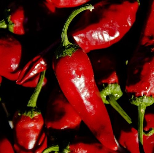 Which substance gives peppers their pungent taste?