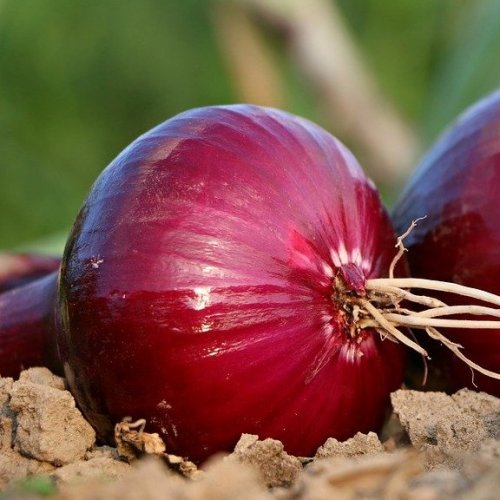 What is the botanical name for onions in Latin?