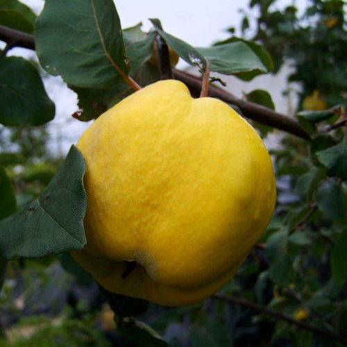 How much weight can quince fruits reach?