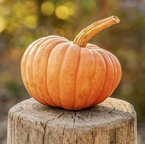 Which country is considered the birthplace of the pumpkin?