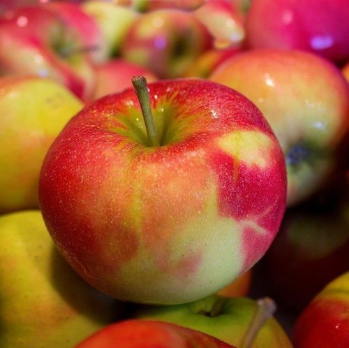 What poisonous substance is contained in apple seeds?