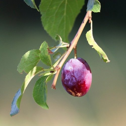 A hybrid between this plant and an apricot is called a plemkot, and a plemkot hybrid with the same plant is called a pluot.