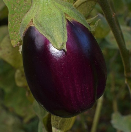 Only the fruits of this plant of the nightshade family are edible. In ancient Rome and Greece there was a belief that eating these fruits led to insanity.