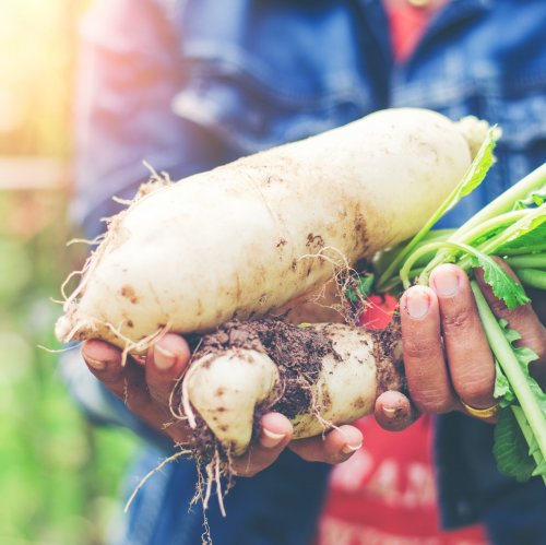 This root vegetable is a subspecies of radish, but unlike it does not contain mustard oils.