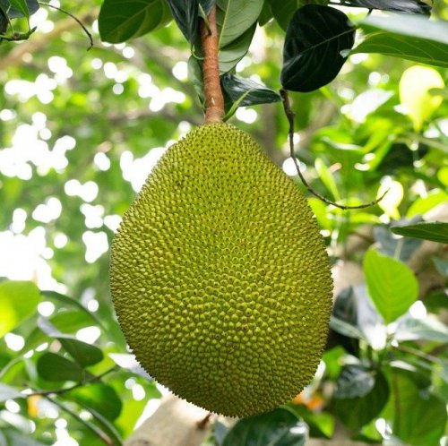 The fruits of this plant are the largest fruits growing on trees. They can weigh up to 34 kg.