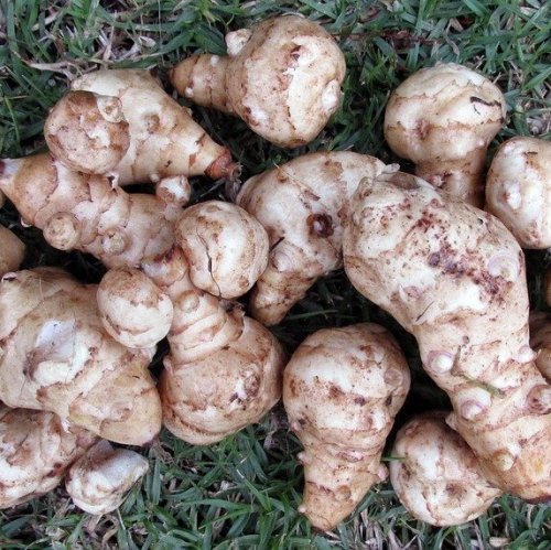 This plant is also known as "ground pear" and "Jerusalem artichoke. It has long been used as a food by North American Indians. It was introduced into Europe at the beginning of the 16th century.
