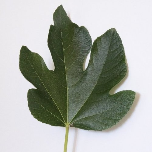 According to biblical legend, the leaf of this plant was used by Adam and Eve to cover their nakedness.