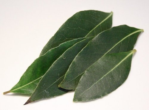 The leaves of this tree are used as a spice in the cooking of many nations.