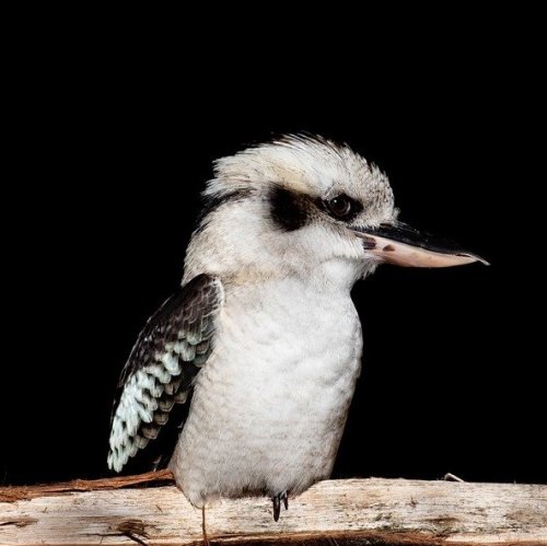 These birds got their name for their cry that resembles a human laugh.