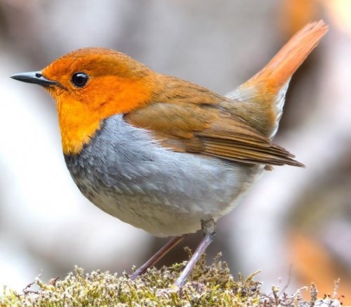 In these migratory birds, both males and females sing, but the repertoire of females is poorer than that of males.
