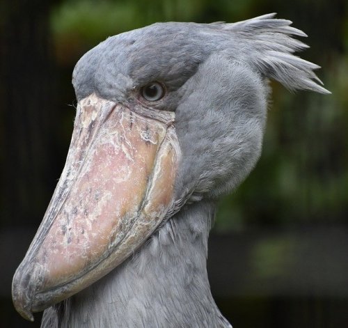 This large bird has eyes at the front of its skull, which allows it to have binocular vision.