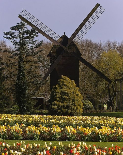 A windmill and tulips. What country in Western Europe can you call these symbols?