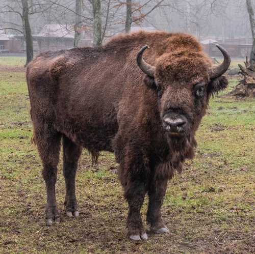 The European bison is the symbol of Belovezhskaya Pushcha and ...