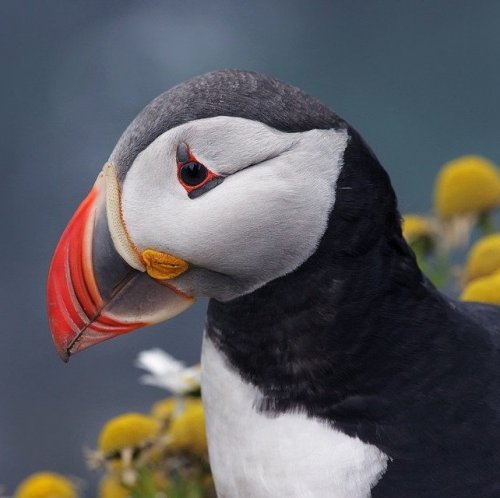 This bright funny bird is called the Atlantic puffin. They nest on the coasts of this country and are its unofficial symbol.