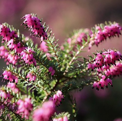The heather, whose honey is sung in Robert Lewis Stevenson's ballad Heather Ale, is a symbol of ...