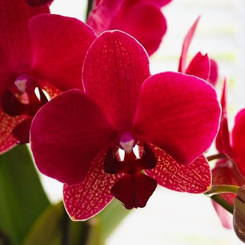 This beautiful orchid is one of the most popular on our windowsills. There are also hybrids among them that are colored red.