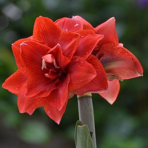 One of the hybrids of this plant is commonly known in indoor gardening as amaryllis.