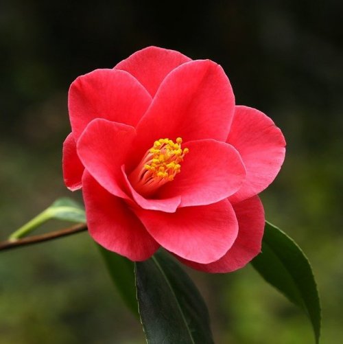 In Japan, the cultivation of these flowers was one of the occupations of the samurai class.