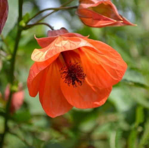 This plant is often referred to by florists as the "room maple". Its Latin name is Abutilon, but you can often find another one. It is a ...