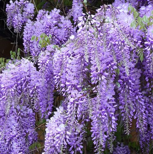 Another name for this tree-like subtropical plant in the Legume family is Wisteria. It is a ...