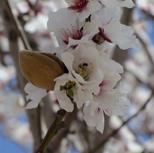 Milk from the nuts of the plant whose flowers you see in this photo is one of the traditional substitutes for cow's milk. This is how the blossoms - ...