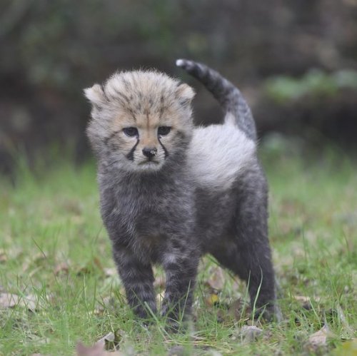 This little guy will grow up to be the fastest animal of land raptors. After all, his parents ...