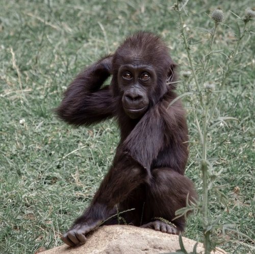 This is the offspring of a great ape. It lives with its parents in the equatorial forests of west-central Africa. Whose baby is it?