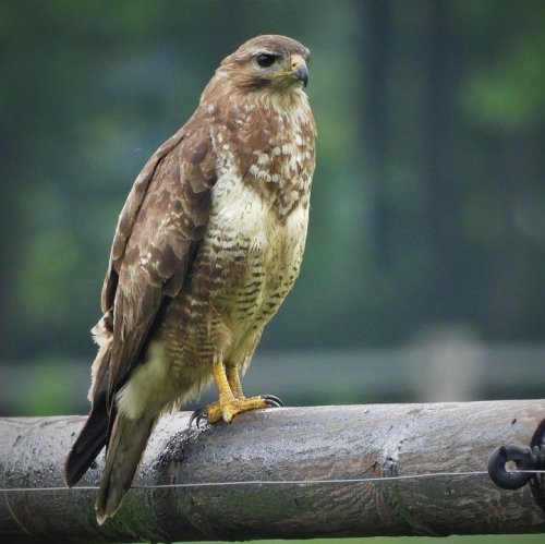 This bird of prey prefers to settle in forests alternating glades and meadows. It hunts from behind an ambush in an elevated position or by soaring over open space.