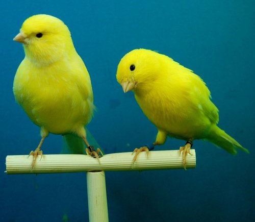 These cute birds are bred at home because of their melodious songs. Their singing is much appreciated by poultry enthusiasts.