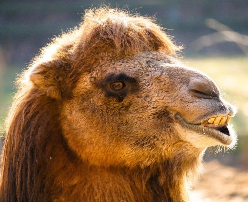 This pet is known to everyone. What is the name of the one-humped variety of camel do you know?