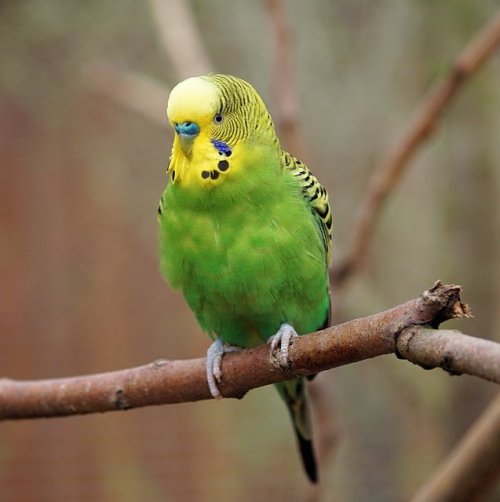 These small parrots are noisy and talkative. They learn human speech quite easily and can memorize several dozen words.