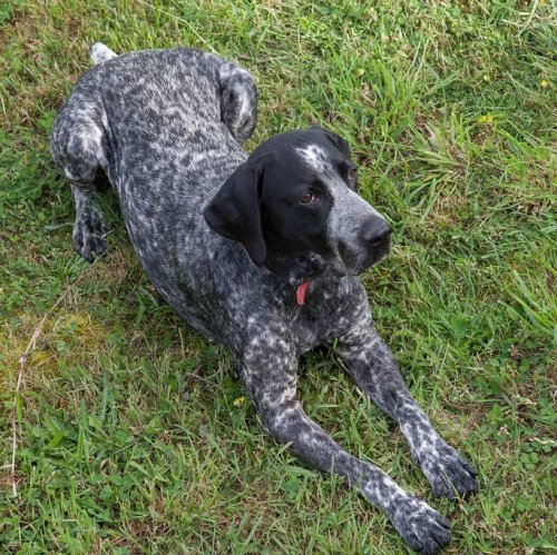 This is the German hard-haired hound. It was bred in Germany in the late 19th century. Representatives of this breed are universal hunters, they are used to hunt a variety of game. Another name of this breed is ...