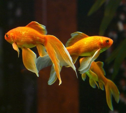 This is one of the most popular aquarium fish. We know it as the goldfish. What else are they called?