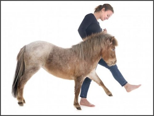 This is a miniature horse breed that was bred in Argentina over 100 years ago. The height of these horses ranges from 40 to 75 cm. They are unsuitable for riding, even for children, and are kept as pets.