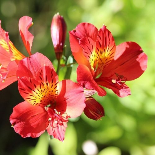 This magnificent plant is native to South America. Therefore, its other names are the Peruvian lily and the Inca lily.