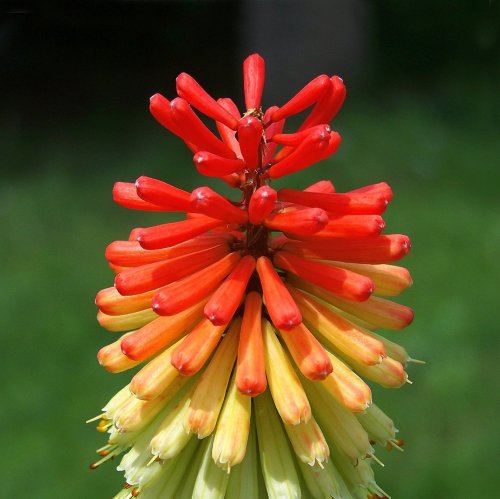 These flowers get their bright bicolor color from the combination of opened and unopened buds.