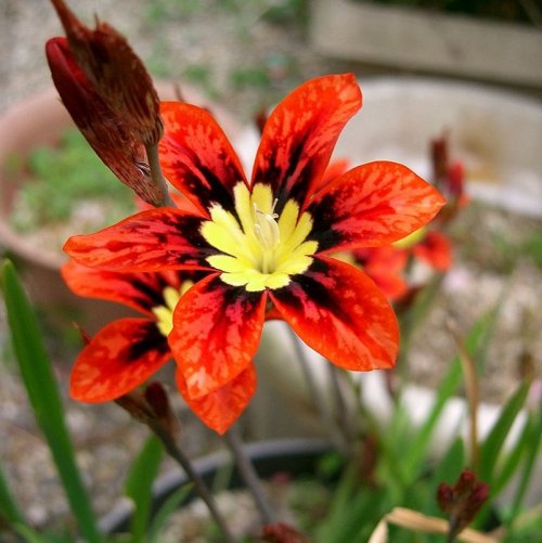The name of this garden flower is of Greek origin and means 