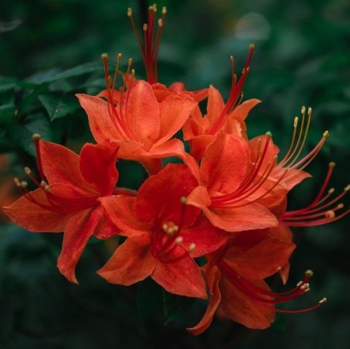 In this photo you see a beautiful scarlet rhododendron, and its other name ...
