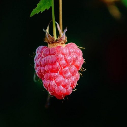 Botanically speaking, this is not a berry, but a polycannon. It consists of several, fused together fruits with pips. But people still call it a berry. This is a ...