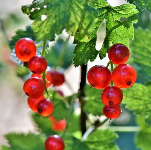 These berries are found wild throughout Europe. They are used to make many delicious dishes.