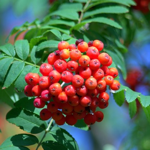 This plant does not form thickets and grows as solitary plants. The berries growing on it do not fall off until late winter and are enjoyed by birds.