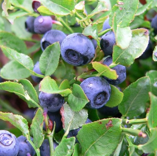 The juice of the berries of this plant can be used as an indicator of acidity. When acidity decreases, the juice changes color from purple-red to blue.