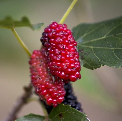 The berries of this plant are used as food for humans, and the leaves are used to feed mulberry silkworm larvae.