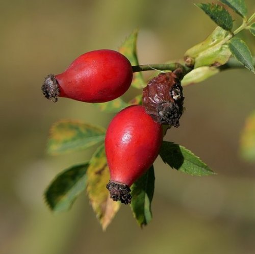 This plant is very widely used in ornamental gardening, but some of its species can also be found in the forest. Syrup obtained from its berries is an excellent source of vitamins and trace elements.