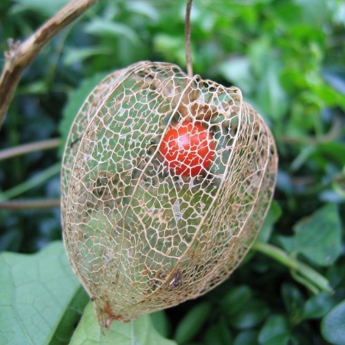 This plant has unusual berries encased in a shell similar to Chinese paper lanterns. And its dried berries resemble raisins in taste.