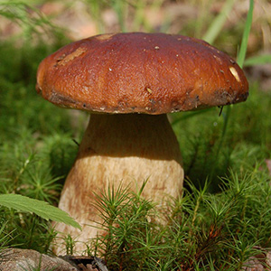 What is another name for a cepes mushroom?